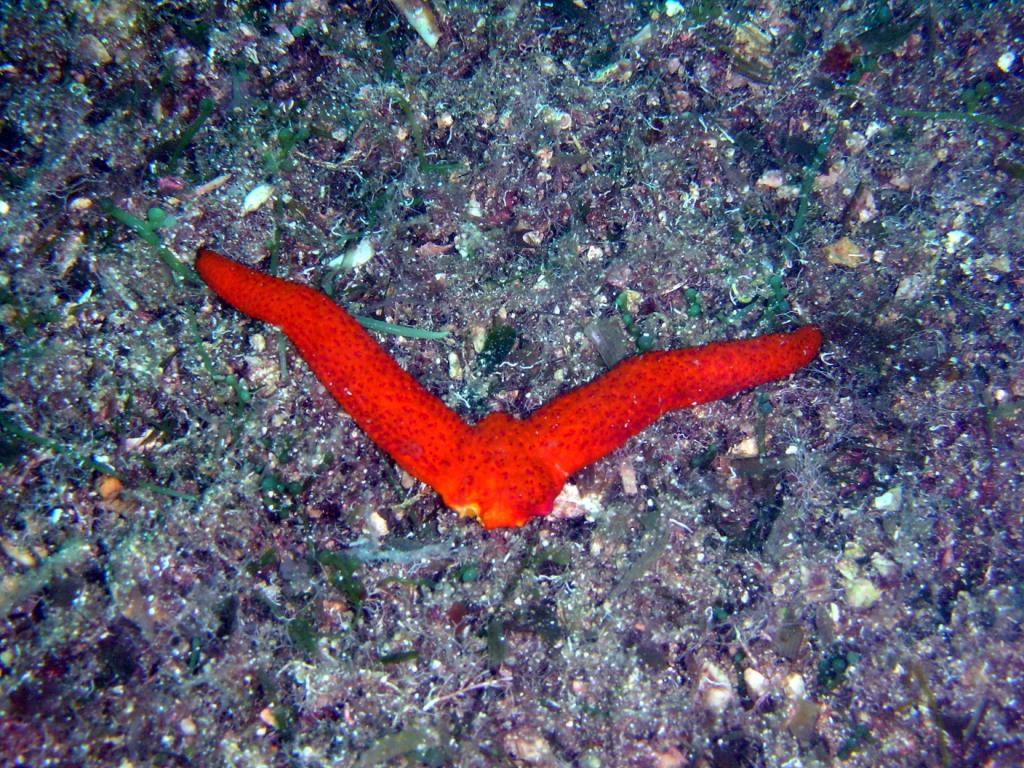 Echinaster sepositus a 4 braccia e una albina!